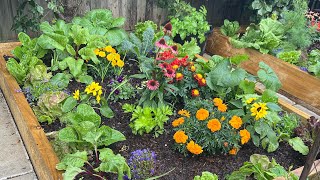 What an edible garden looks like [upl. by Arthur]