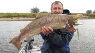 Lachs beim Zanderangeln auf der Elbe vom Boot [upl. by Doner]