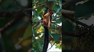 Perched high on a tree branch the Indian giant squirrel playfully leaps from limb to limb [upl. by Ecyaj]