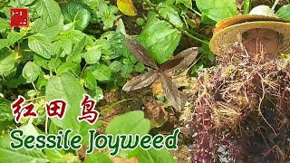 草药篇 【红田乌 Sessile Joyweed】 [upl. by Analra522]