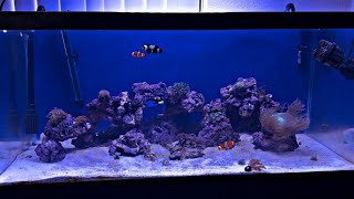 My first saltwater tank setup 3 month update [upl. by Accebar]