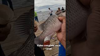 Pesca d cuberas en omoa fishing [upl. by Lemmie19]