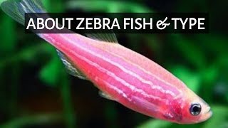 About Zebra Fish amp Type In Tamil  SK Aqua  SK Aquatic [upl. by Zack]