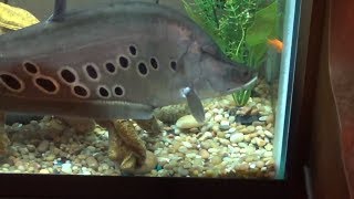 Feeding my Clown Knifefish in SLOW MOTION [upl. by Lazos590]