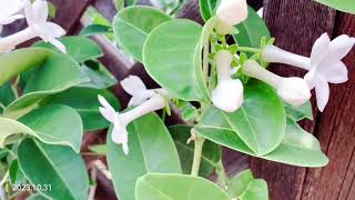 Madagascar Jasmine stephanotis produces large inedible mangoshaped fruits 20231031 [upl. by Enined]