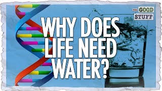 The Amazing Properties of Water That Make Life Possible [upl. by Alilak53]