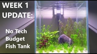 Week 1 Update Budget No tech No Filter No Heater No Ferts No co2 Walstad Method Fish Tank [upl. by Ille351]