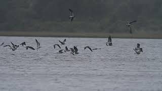 Striped bass fall migration J amp D Nature Images [upl. by Aitekram]