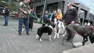 Great Dane Lovers August walk on International Dogs DaySouthbank Melbourne [upl. by Anhsirk744]