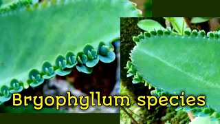 Bryophyllum species [upl. by Leipzig89]