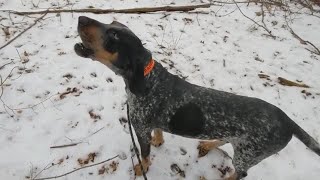 Bluetick Coonhound Howling [upl. by Bridgette]