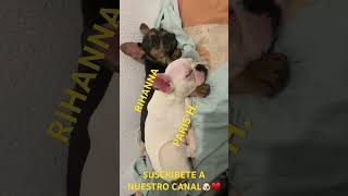 SON MUY DORMILONAS 🐶♥️ funnyvideo funnyshorts funny humor humor dogs dogslover [upl. by Niret]