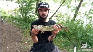 FATHERS DAY FISHING Pike and Perch Hinksey Lakeshorts [upl. by Lord]