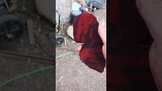 cutting a beautiful red oolitic Ironstone Jasper [upl. by Miles]