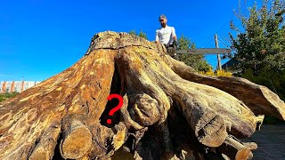 Exclusive Ancient Stump Reveals Its Secrets [upl. by Trebliw]