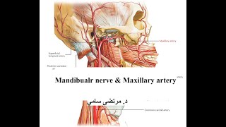 GR2  Lec 67  Mandibular nerve  Maxillary artery [upl. by Lanza312]