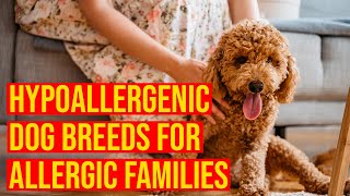 10 Cutest Small Hypoallergenic Dog Breeds For Allergic Families [upl. by Mcnutt]