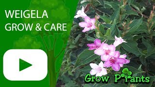 Weigela  grow and care Beautiful flowers [upl. by Airtap]