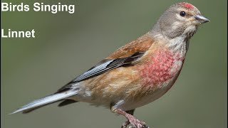 Birds Singing  Linnet  Sounds of Nature [upl. by Davida957]