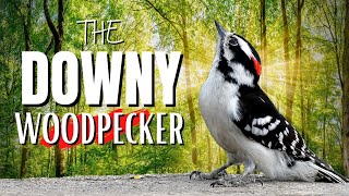 The DOWNY WOODPECKER  Smallest in North America [upl. by Alur]