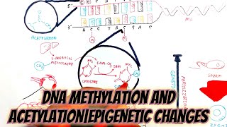 DNA methylation and acetylation epigenetic changes umerfarooqbiology7083 [upl. by Marinna685]