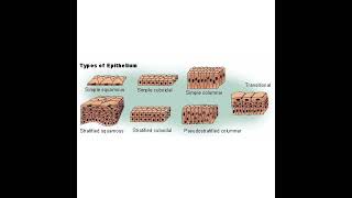 types of epithelial tissue 🥰 [upl. by Sheryle628]