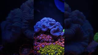 4 Months of Coral Growth [upl. by Eityak]