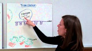 RNA Protein Synthesis [upl. by Sidonnie]