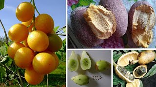 10 FRUTAS EXÓTICAS Brasileiras CURIOSAS e INCRÍVEIS Que Vão Te Surpreender [upl. by Ailec]