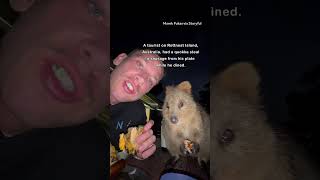 Adorable Quokka Joins Man for Dinner [upl. by Ahael]