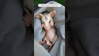 This family rescued a baby opossum from danger and gave it a warm home animalshorts [upl. by Louisette]