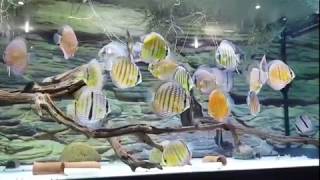 Wild Discus Tank Enjoy this really stunning Video Part 2 and RELAX Lố Cá Cảnh [upl. by Enylecoj920]