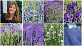 Top 7 Most Popular Varieties of Lavender  Lavender Basics 💜🌿💜  Garden Answer [upl. by Hearn]