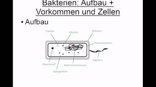 Bakterien Eigenschaften und Aufbau [upl. by Cutter]