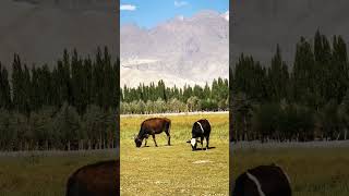 The Shepherds Life❣️ nature foryoushorts viralvideo gilgitbaltistan [upl. by Lupien]