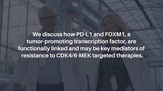 FOXM1 and PDL1 in CDK46MEK Resistance in Nerve Tumors  Oncotarget [upl. by Cissej]