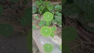 Home Plantation 🏡 New Mini Plant 🪴 fruit naturallifeb naturalclips satisfying fruitcutting [upl. by Atnuhs]