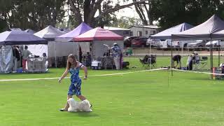 2024 Cohuna Show  Dog Show  Friday  Broadcast Backup [upl. by Alam]