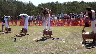 Goanna Pulling Championship 2016 4k [upl. by Cacilie]