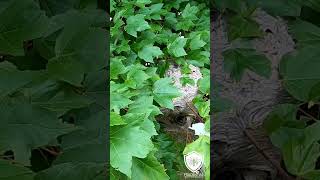 Hornet Nest in my Neighborhoodwrong neighborhood hornetnest insectnest waspnest hornetsnest [upl. by Hamaso893]