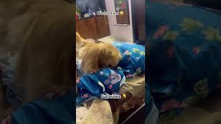 doglover dog funnyvideo funny pets puppy pet cute goldenretriever love animals trending [upl. by Clovis]