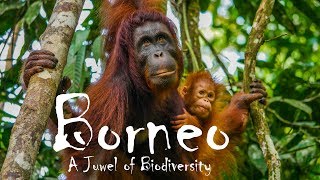 Borneo Travel Video  a juwel of biodiversity [upl. by Braunstein]