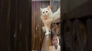 Rani ki sundrta se chirata hai😁😁viralvideo viralreelsashortaday catlovers [upl. by Torrell970]