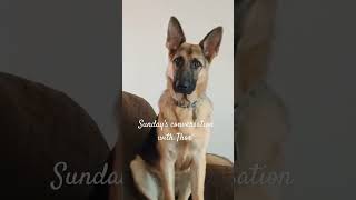 Amazing Thors conversation with Dad and Mom germanshepperd puppy cutedog funny [upl. by Eicram]