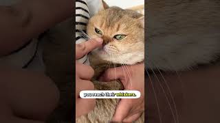 Befriending A Cat With Just One Finger 😱 [upl. by Audrye631]