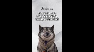 Essential Tips for Caring for Your Dogs Paws [upl. by Christianna]