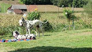 Una  the most gentle Dalmatian dog in the world [upl. by Kristal]