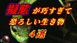 【ゆっくり解説】擬態が巧すぎて恐ろしい生き物４選 [upl. by Maclaine409]