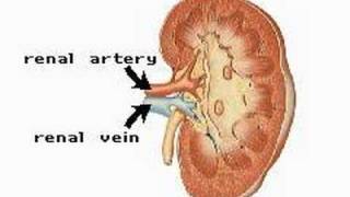 The Urinary System [upl. by Johnston]