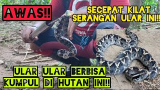 Jejak Ular King Cobra di temukan Ular tanah mematikan ganti kulit di kebun warga [upl. by Geis]